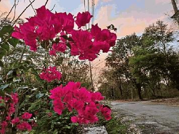 ละมุนใจความสุขซื้อได้ที่บ้านสวนคลองสิบที่ดินติดน้ำและวิวทุ่งสดผ่อน T.062-1574449